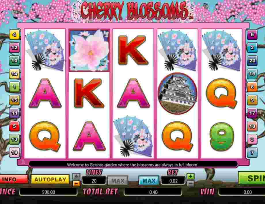 Cherry Blossoms